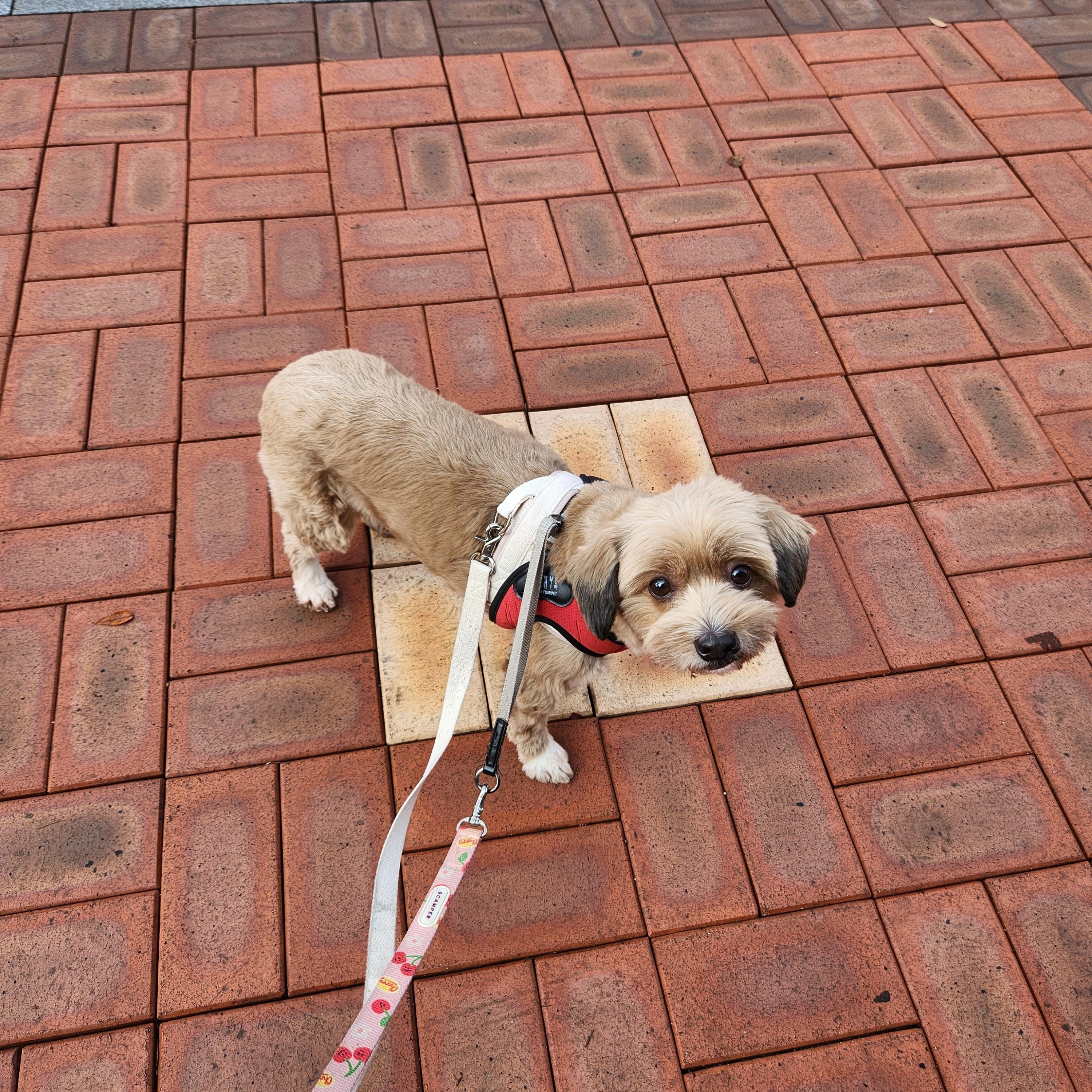 Enlarge Cola, an adopted mixed breed in Duluth, GA image 3/5