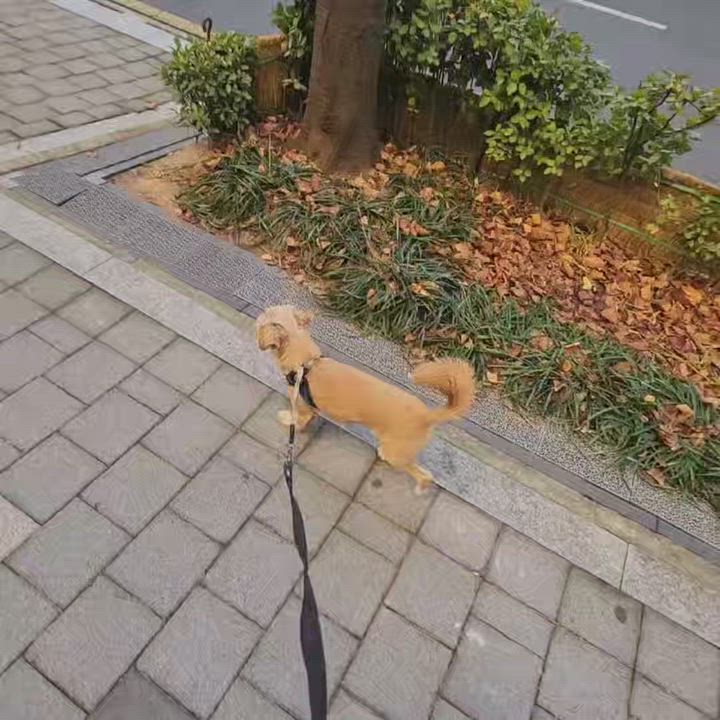 Enlarge Cola, an adopted mixed breed in Duluth, GA video 4/5