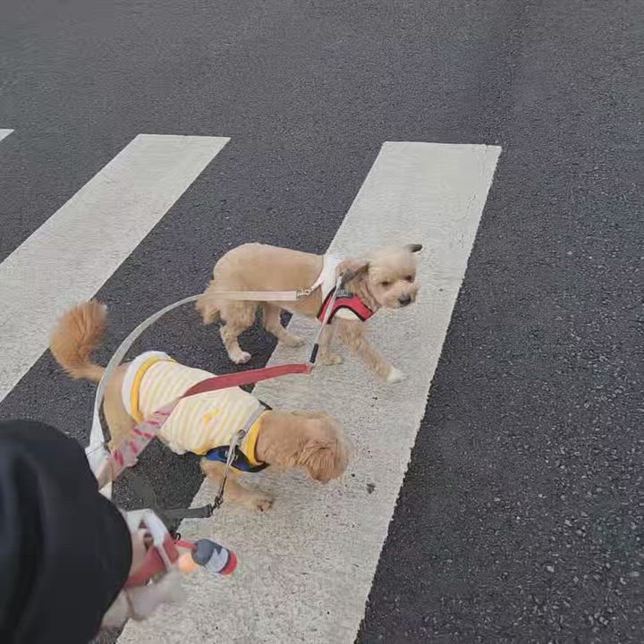 Enlarge Cola, an adopted mixed breed in Duluth, GA video 5/5