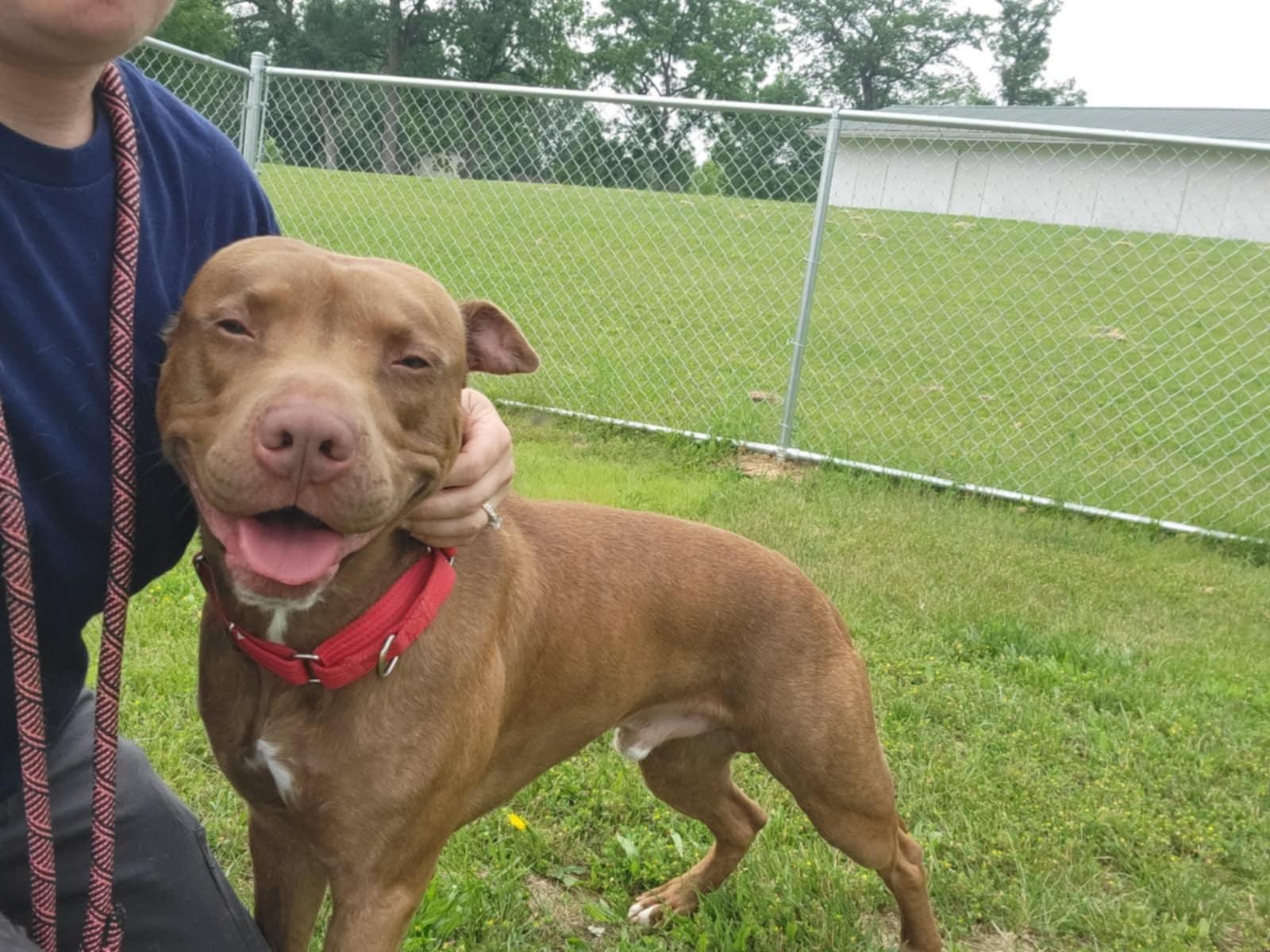 Enlarge Bruno, a Adoptable mixed breed in Chambersburg, PA image 1/3