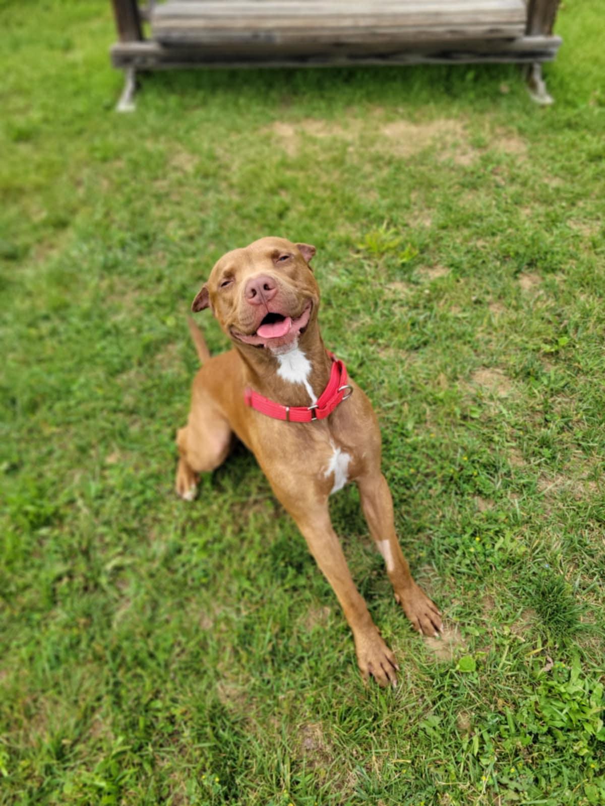 Enlarge Bruno, a Adoptable mixed breed in Chambersburg, PA image 2/3