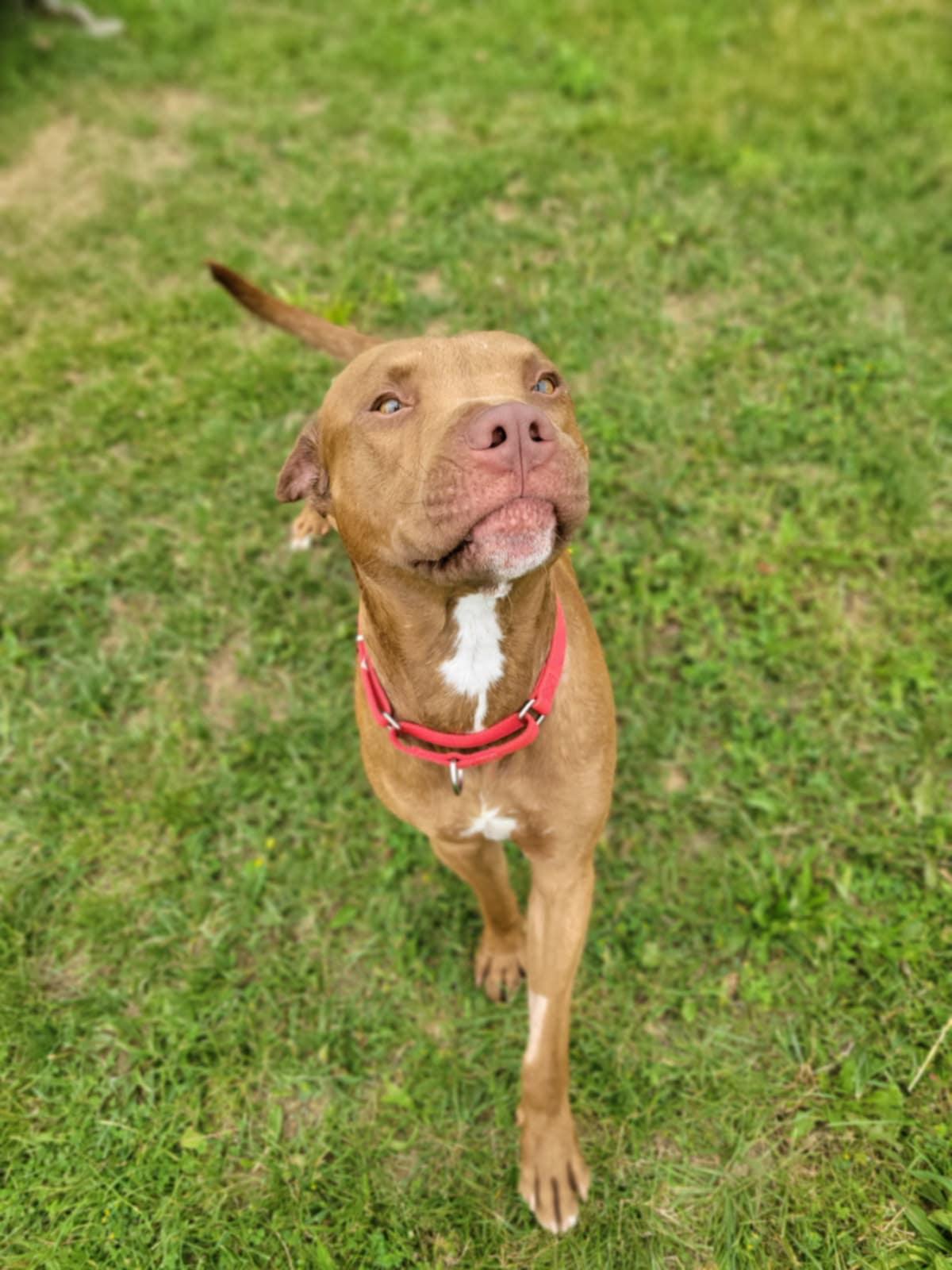 Enlarge Bruno, a Adoptable mixed breed in Chambersburg, PA image 3/3