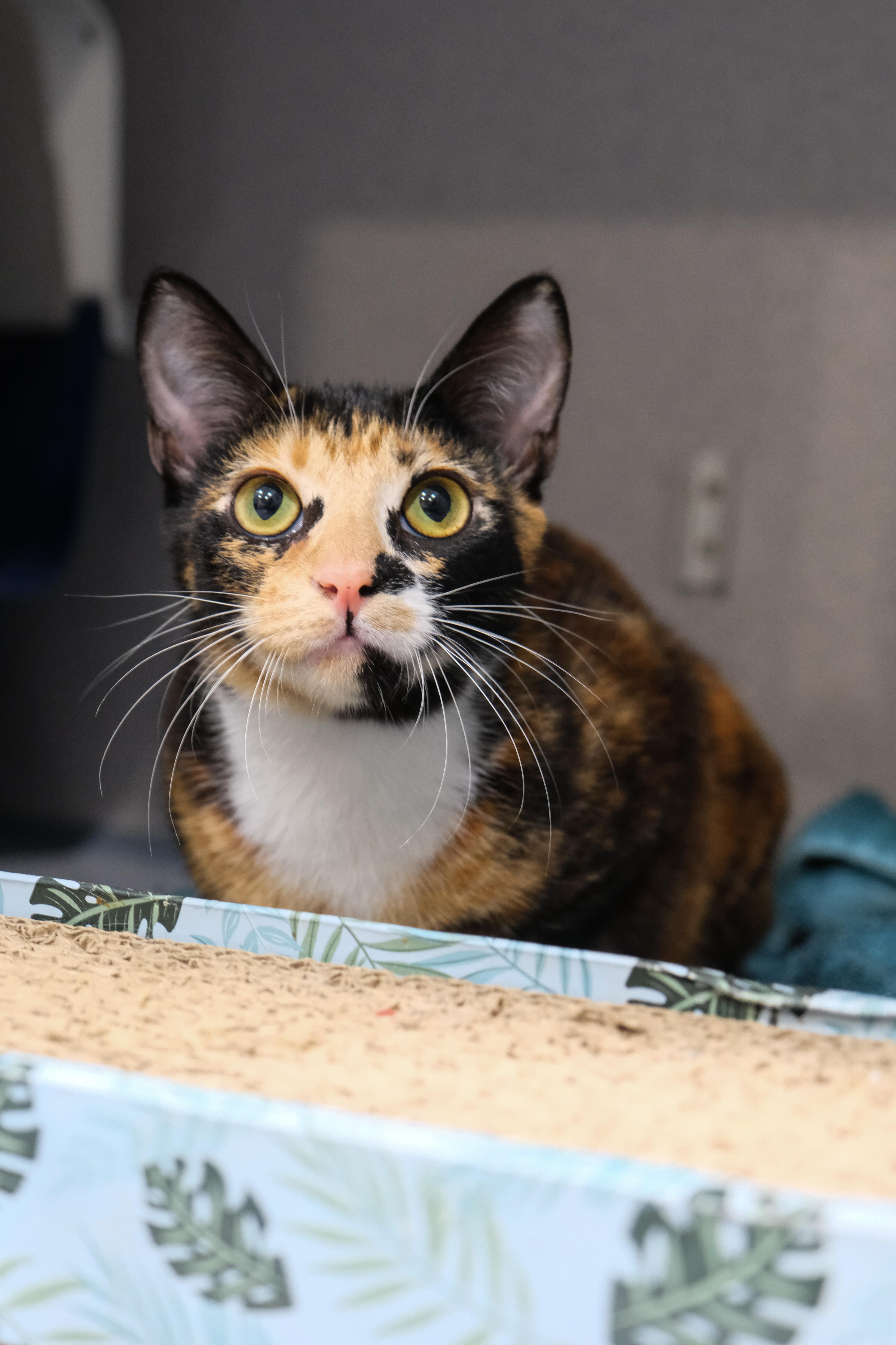 Patches, a Adoptable Domestic Short Hair in Newport Beach, CA image 2/2