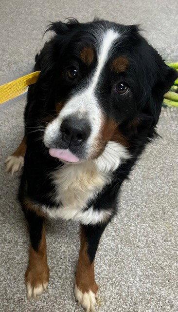 Enlarge Luna, a Adopted Bernese Mountain Dog in Fort Wayne, IN image 2/3