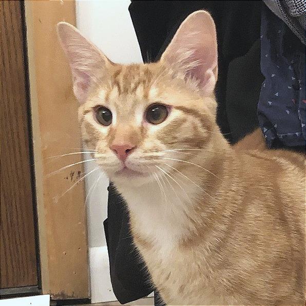 Enlarge Rory, a Adoptable Domestic Short Hair in Huntsville, AL image 1/6