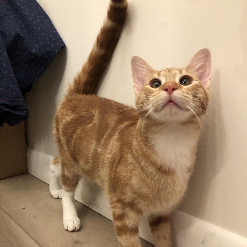 Enlarge Rory, a Adoptable Domestic Short Hair in Huntsville, AL image 2/6