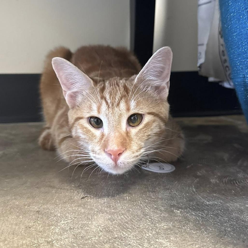 Enlarge Rory, a Adoptable Domestic Short Hair in Huntsville, AL image 3/6