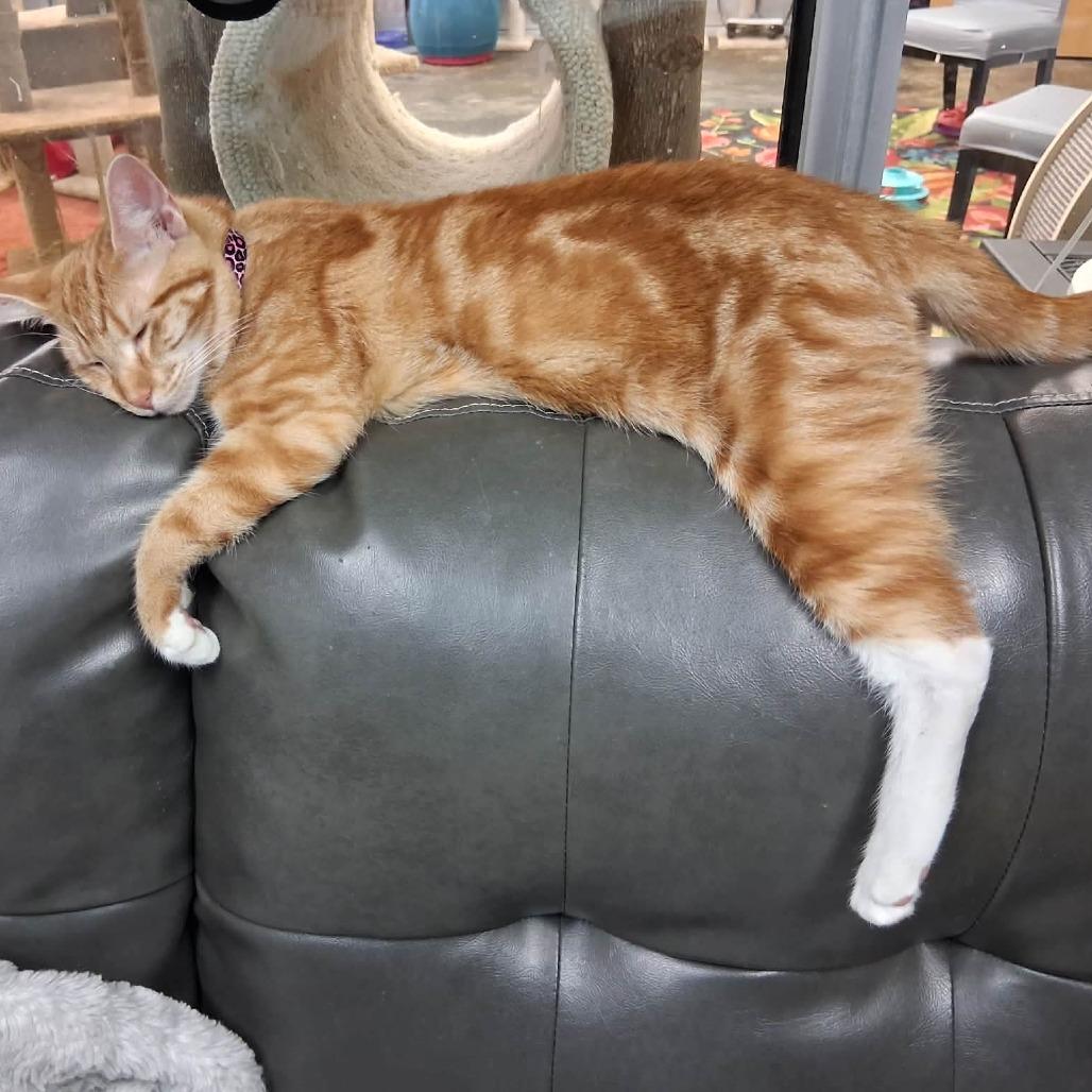 Enlarge Rory, a Adoptable Domestic Short Hair in Huntsville, AL image 4/6