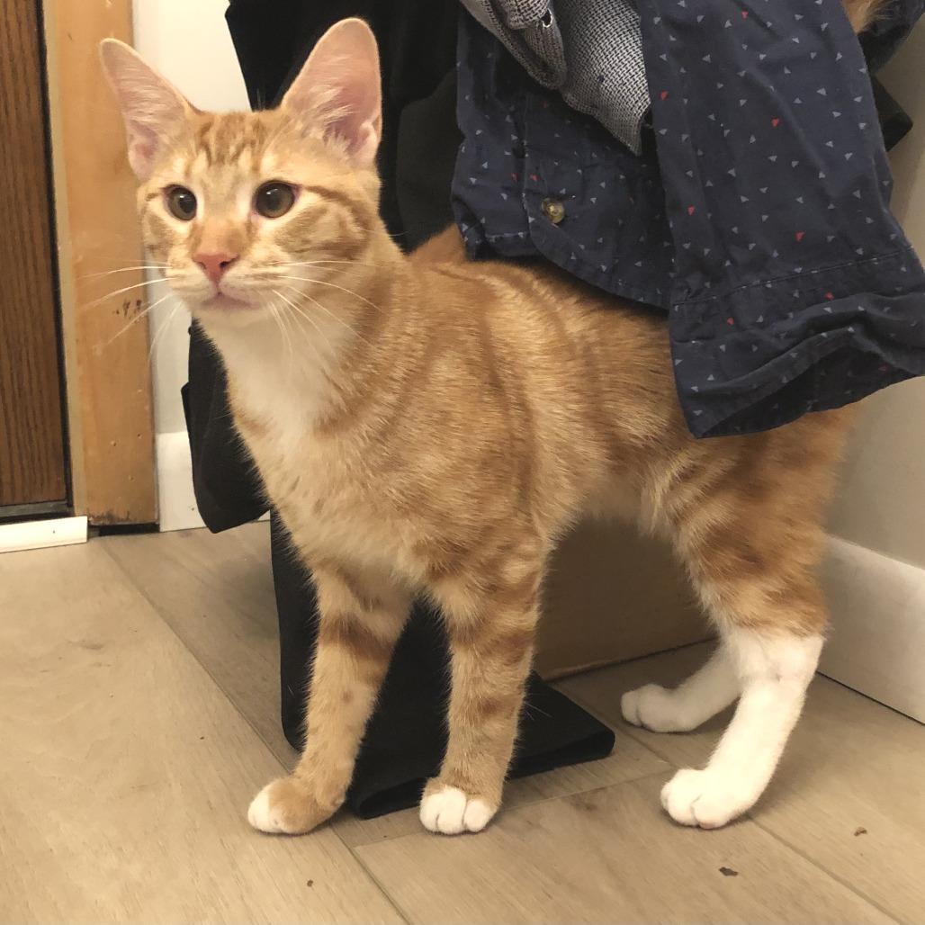 Enlarge Rory, a Adoptable Domestic Short Hair in Huntsville, AL image 5/6