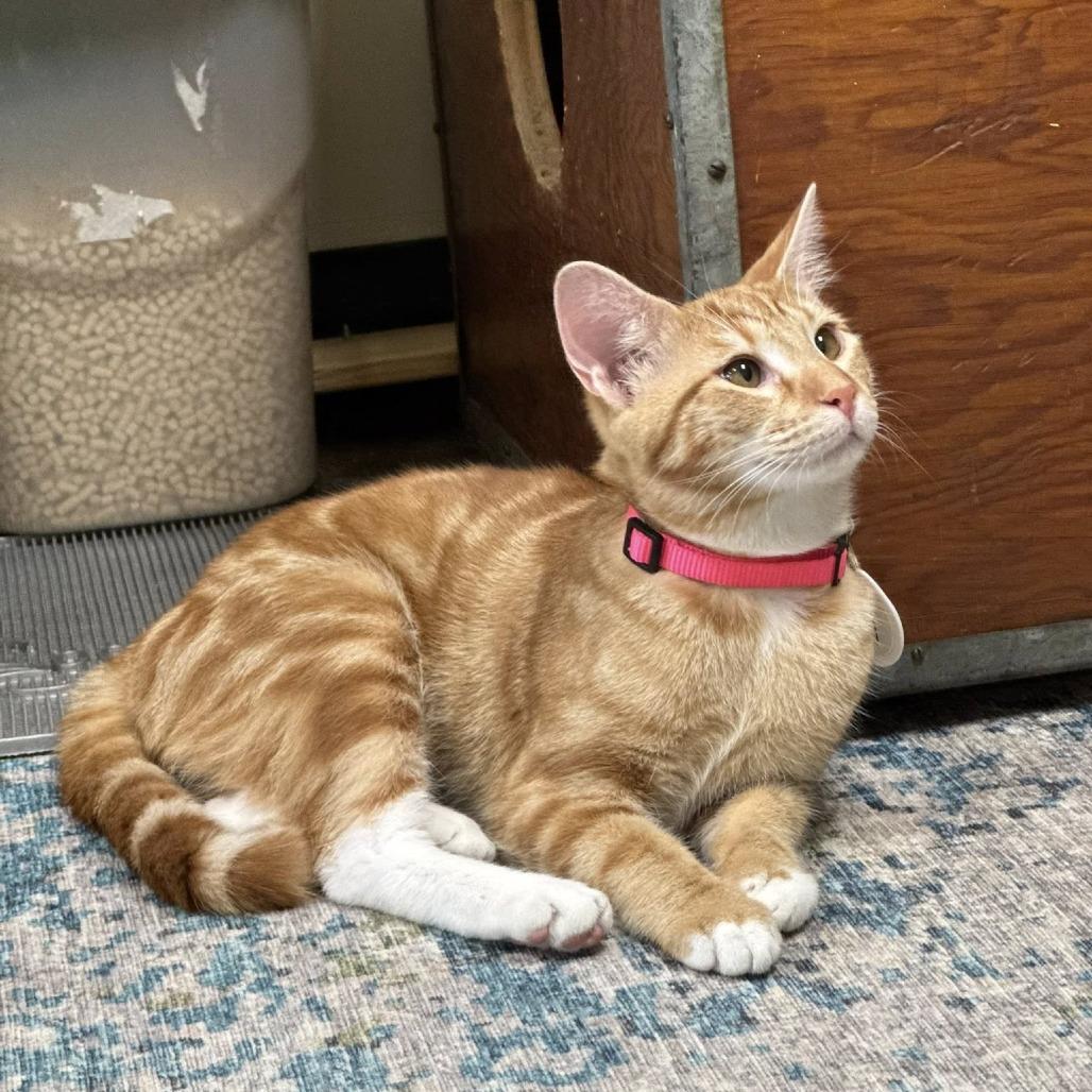 Enlarge Rory, a Adoptable Domestic Short Hair in Huntsville, AL image 6/6