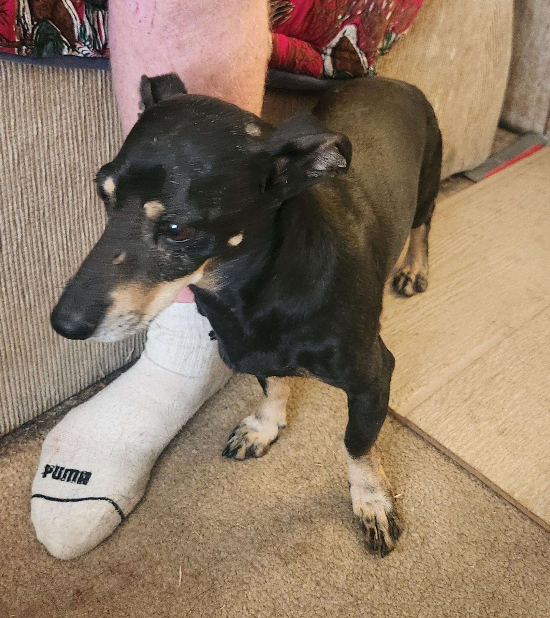 Olly, a ADOPTABLE Dachshund in Yarnell, AZ image 3/4