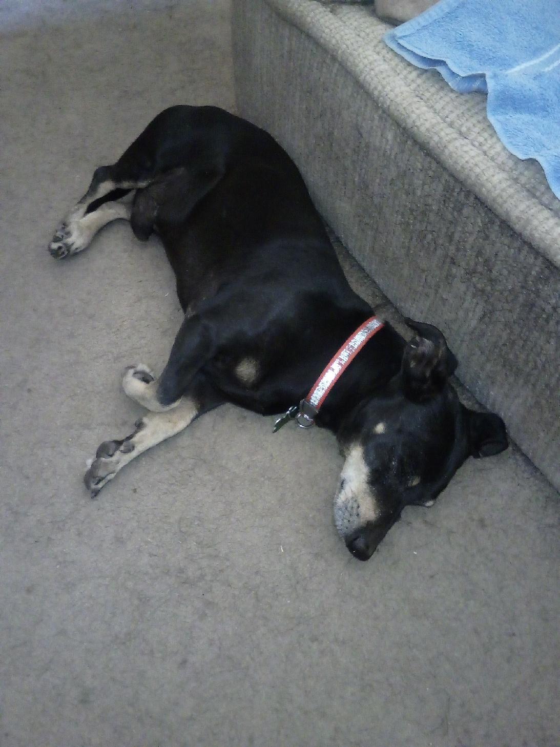 Olly, a ADOPTABLE Dachshund in Yarnell, AZ image 4/4