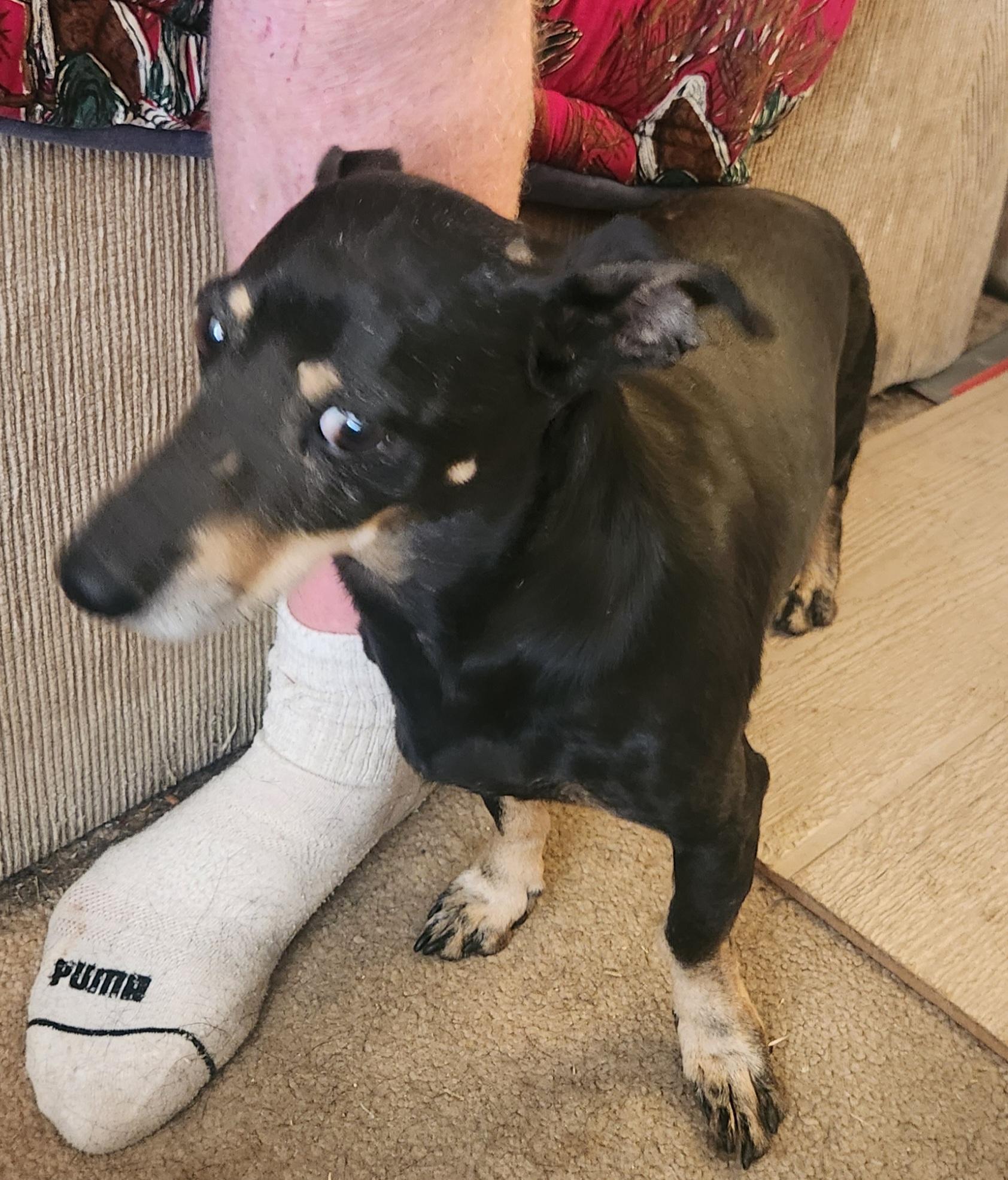 Olly, a ADOPTABLE Dachshund in Yarnell, AZ image 1/4