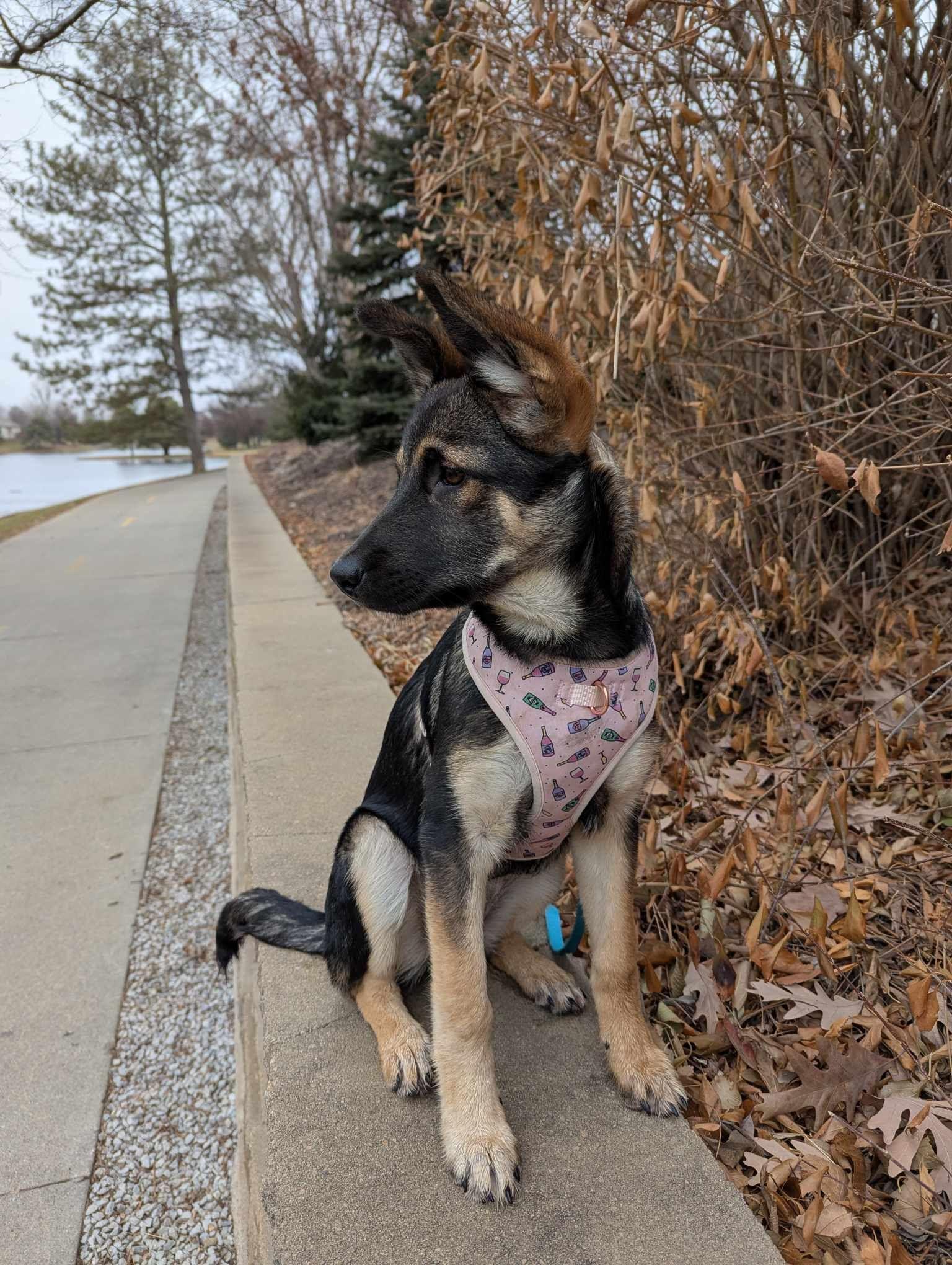 Enlarge Hazel, a Adopted mixed breed in Lincoln, NE image 2/4