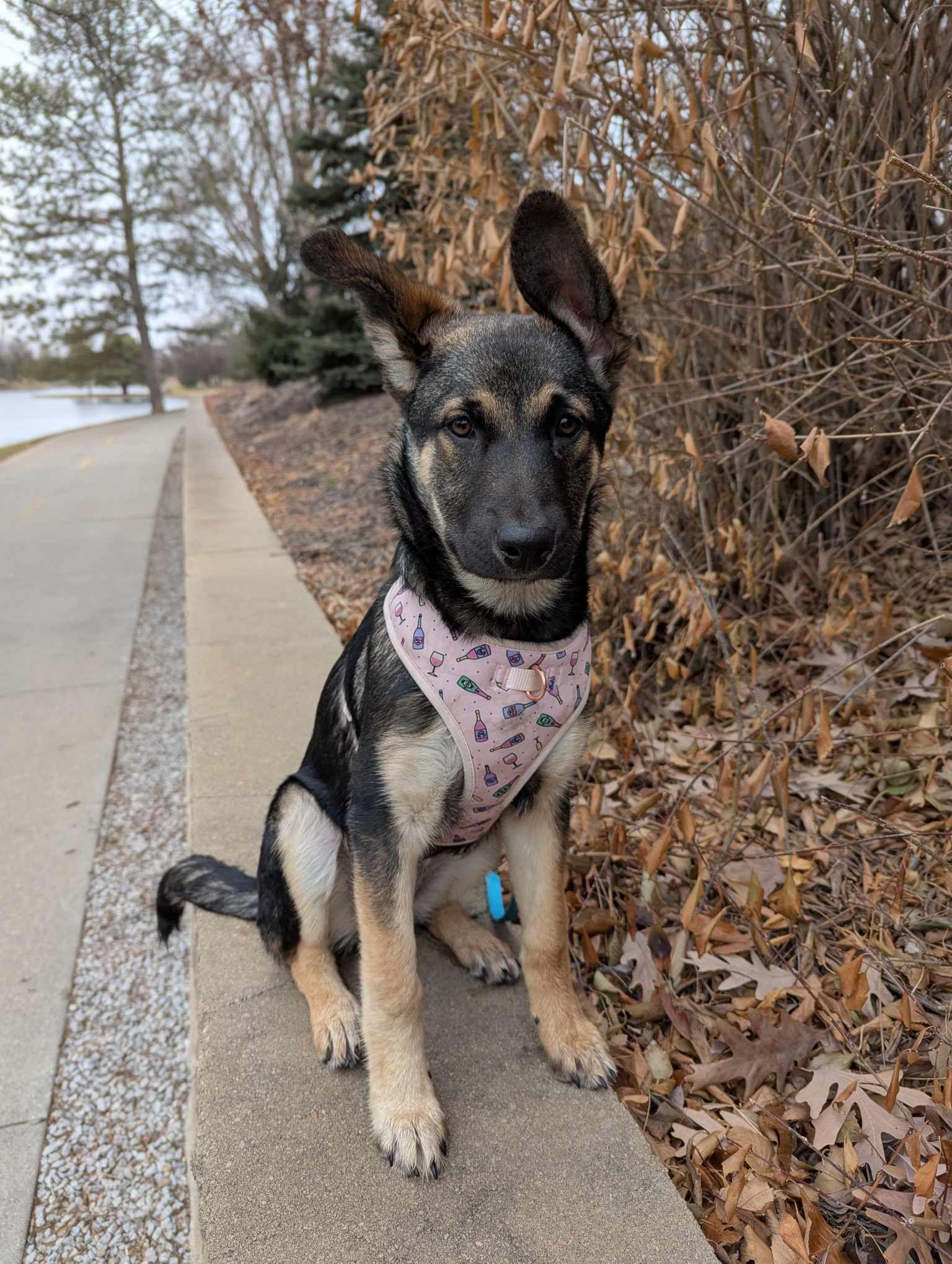 Enlarge Hazel, a Adopted mixed breed in Lincoln, NE image 3/4