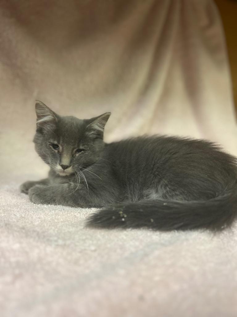 Enlarge Garison, an adoptable Domestic Long Hair in Columbus, NE image 2/2