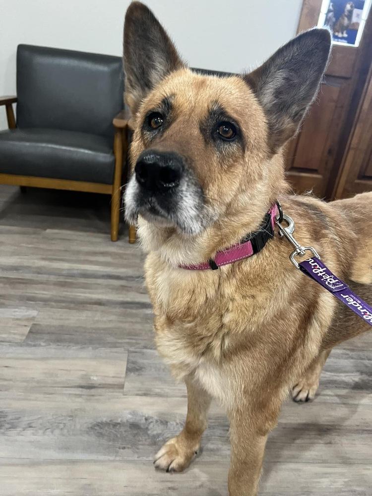 Sunshine, Adoptable, Senior Female German Shepherd Dog.