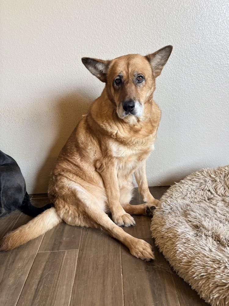 Sunshine, Adoptable, Senior Female German Shepherd Dog.