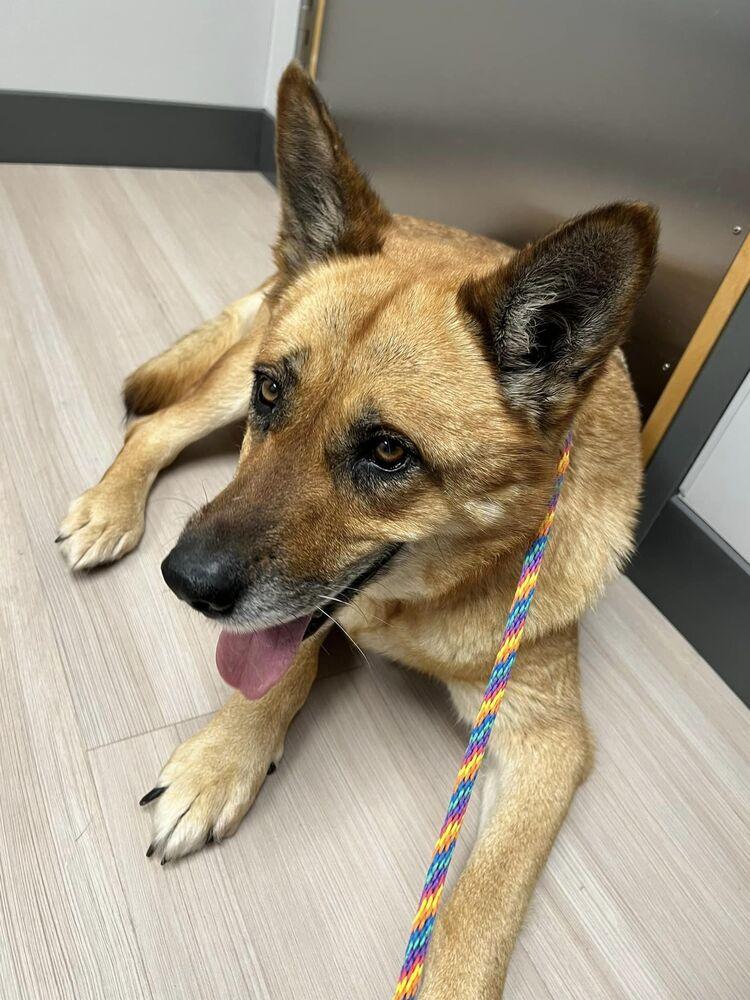 Sunshine, Adoptable, Senior Female German Shepherd Dog.