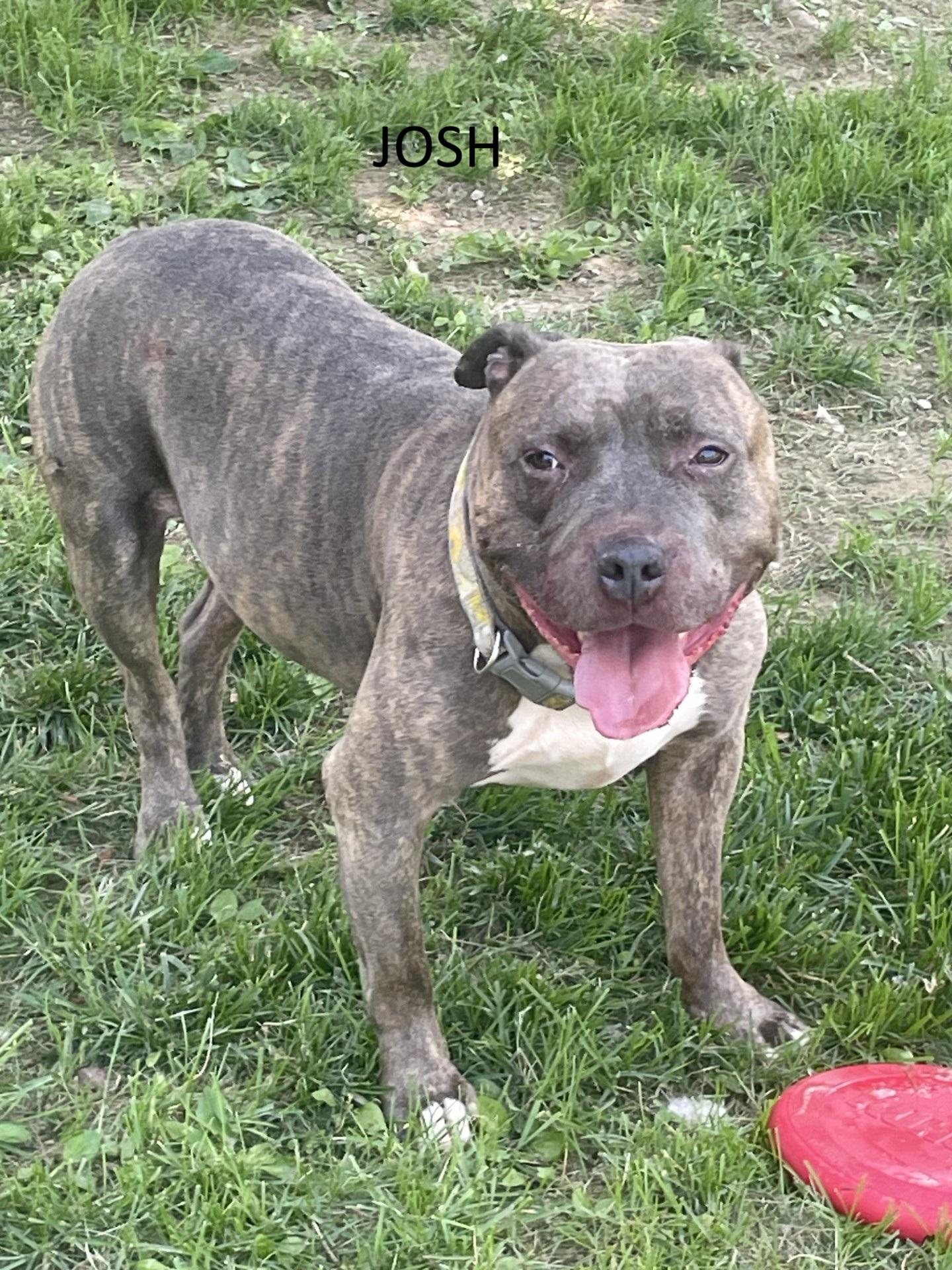 Josh, Adult Male Pit Bull Terrier