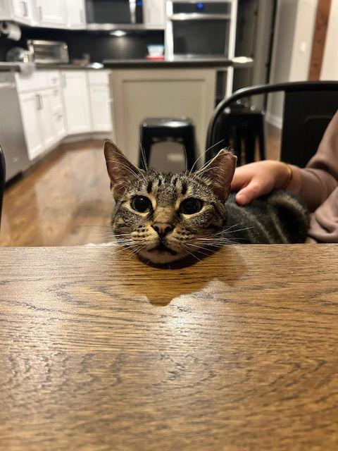 Abbie, a Adoptable Domestic Short Hair in Wheaton, IL image 1/3