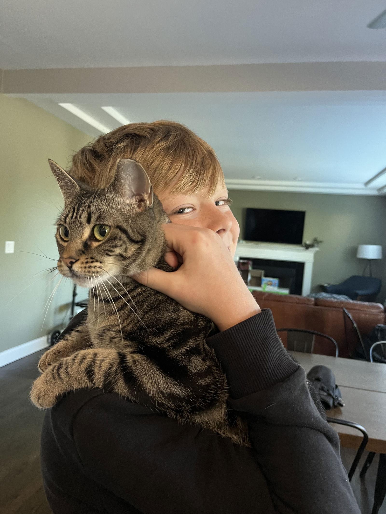 Abbie, a Adoptable Domestic Short Hair in Wheaton, IL image 2/3