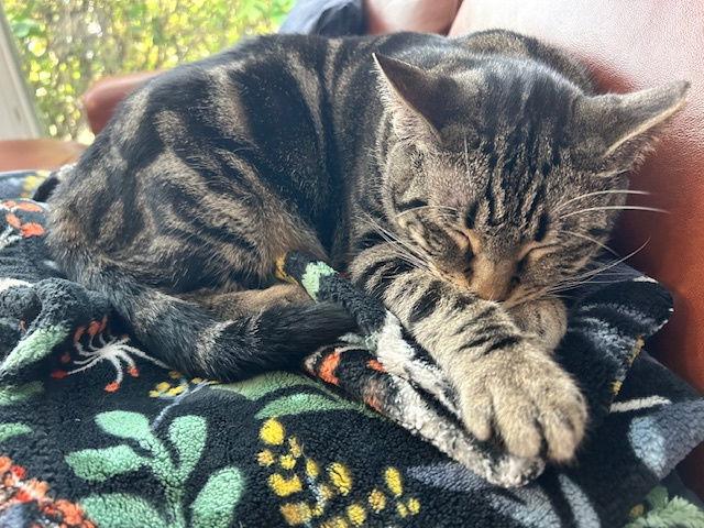 Enlarge Abbie, a Adoptable Domestic Short Hair in Wheaton, IL image 1/3