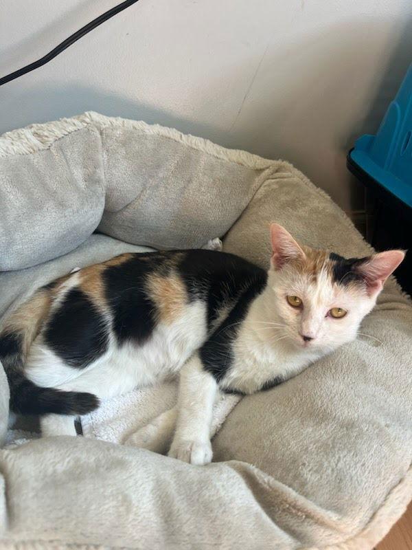 Acorn, Adoptable, Young Female Domestic Short Hair.