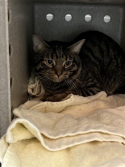 Enlarge A794617, a Adoptable Domestic Short Hair in Louisville, KY image 1/1