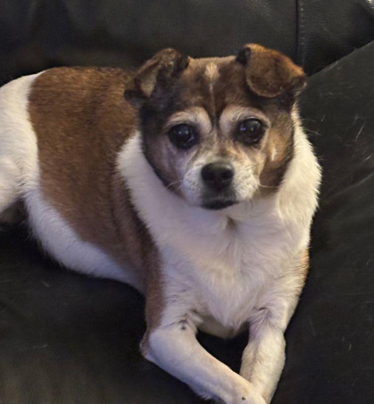 Enlarge Moakie, a ADOPTABLE mixed breed in Sandown, NH image 2/3