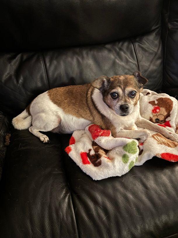 Moakie, ADOPTABLE, Senior Female Chihuahua & Beagle.