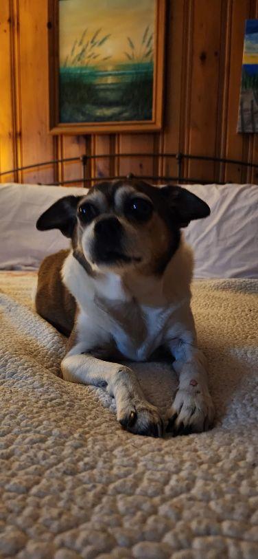 Enlarge Moakie, a ADOPTABLE mixed breed in Sandown, NH image 3/3