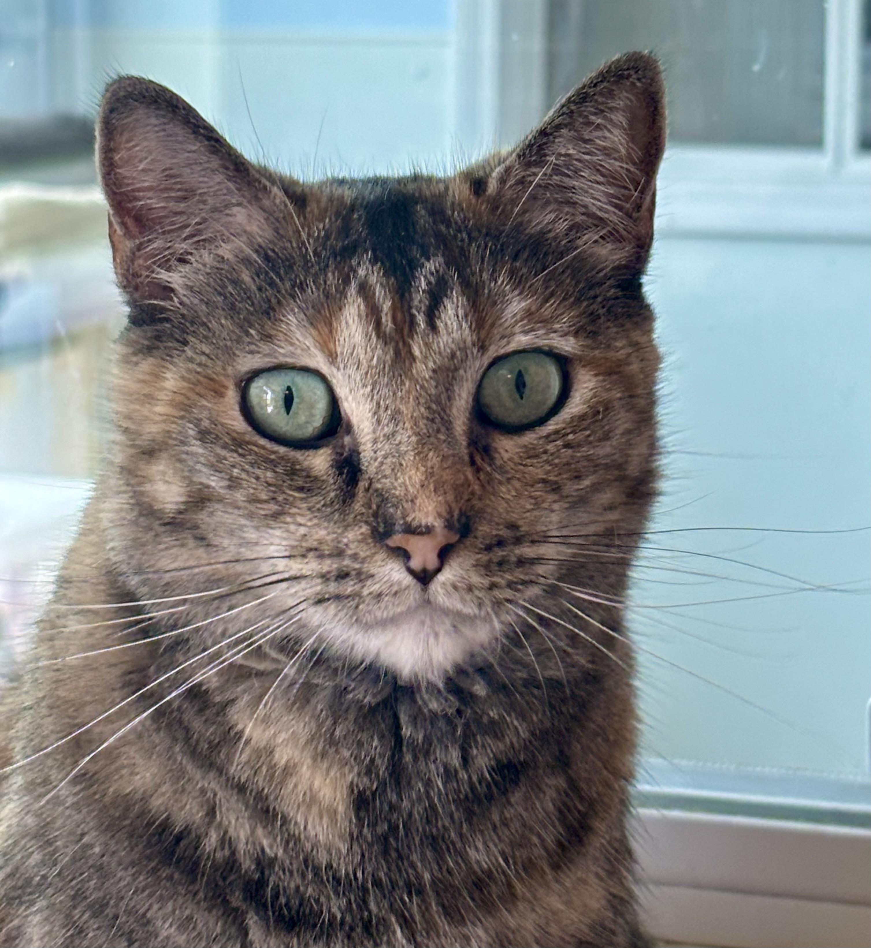Twinkle, Adoptable, Adult Female Domestic Short Hair & Dilute Tortoiseshell.