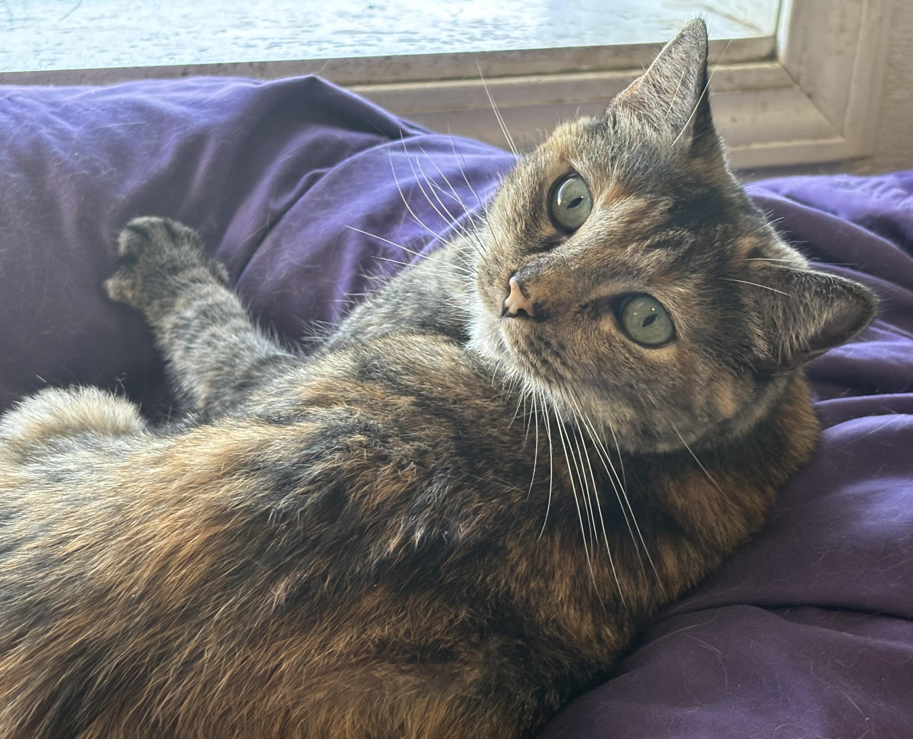 Twinkle, a Adoptable mixed breed image 2/3