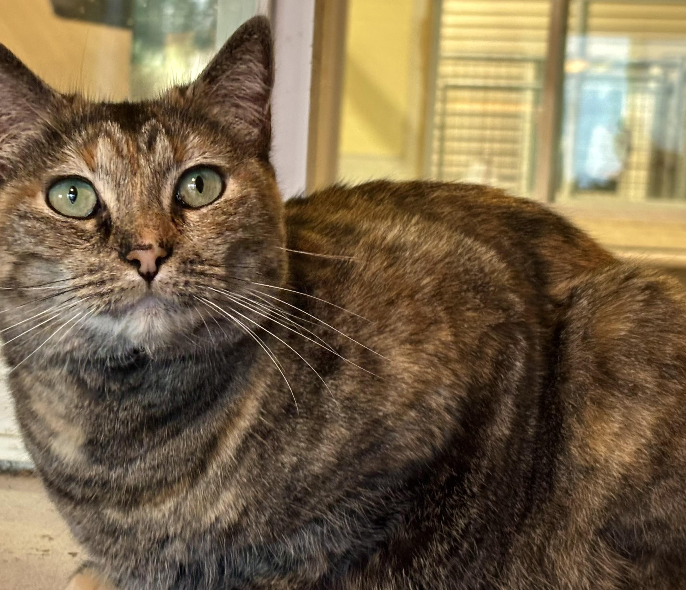 Twinkle, a Adoptable mixed breed image 3/3