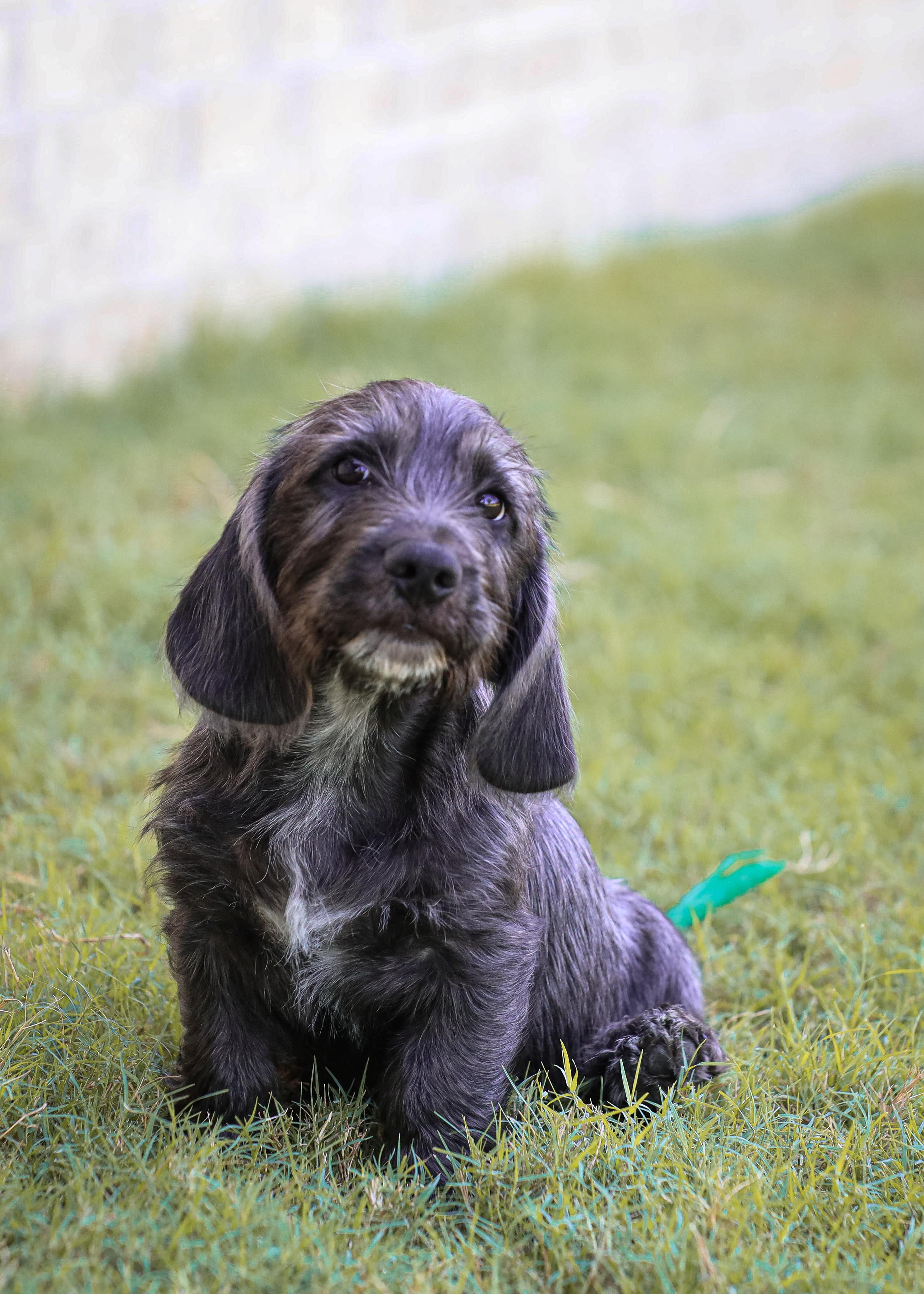 Enlarge Patriot, a Adopted mixed breed in Arlington, TN image 1/4