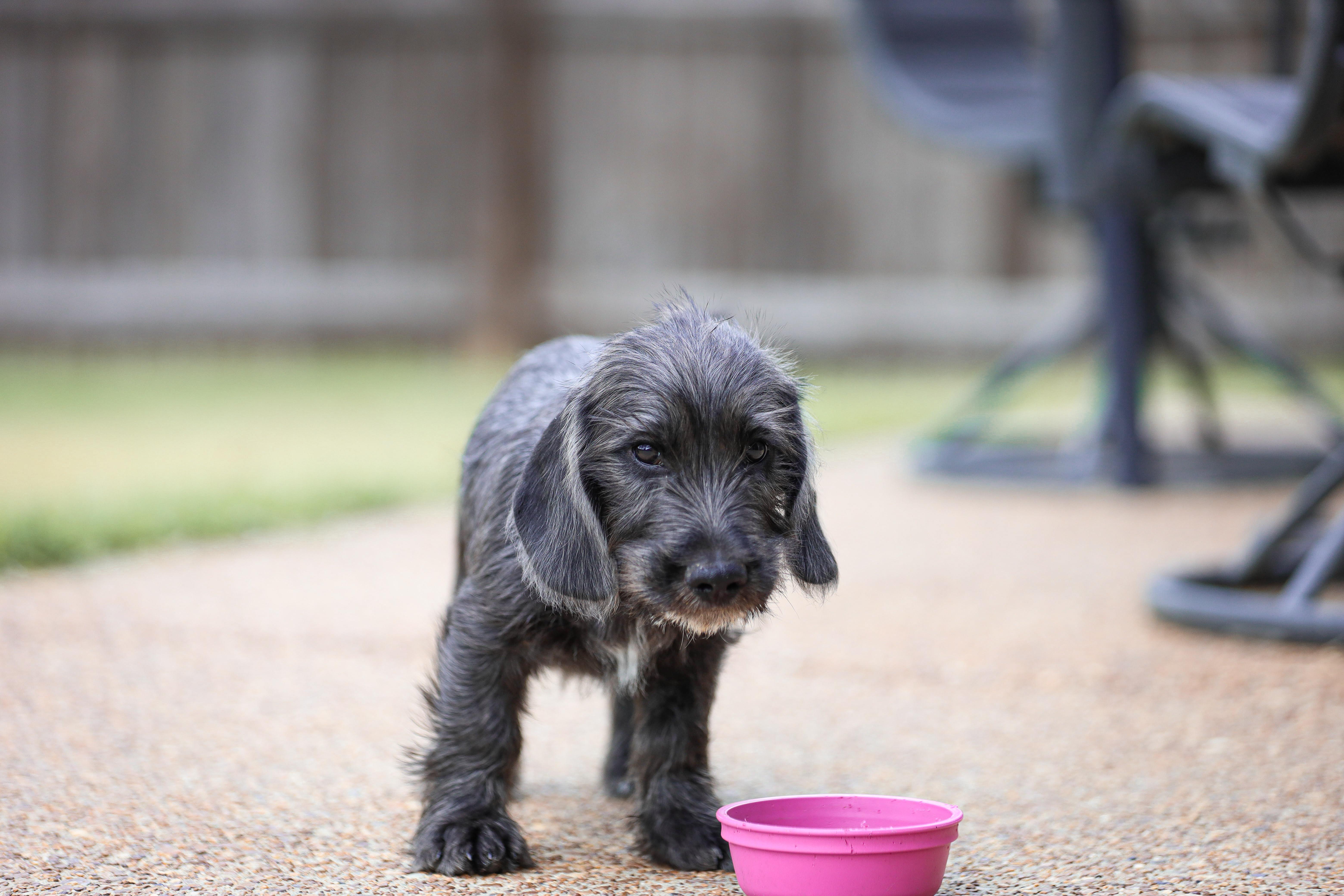 Enlarge Patriot, a Adopted mixed breed in Arlington, TN image 2/4