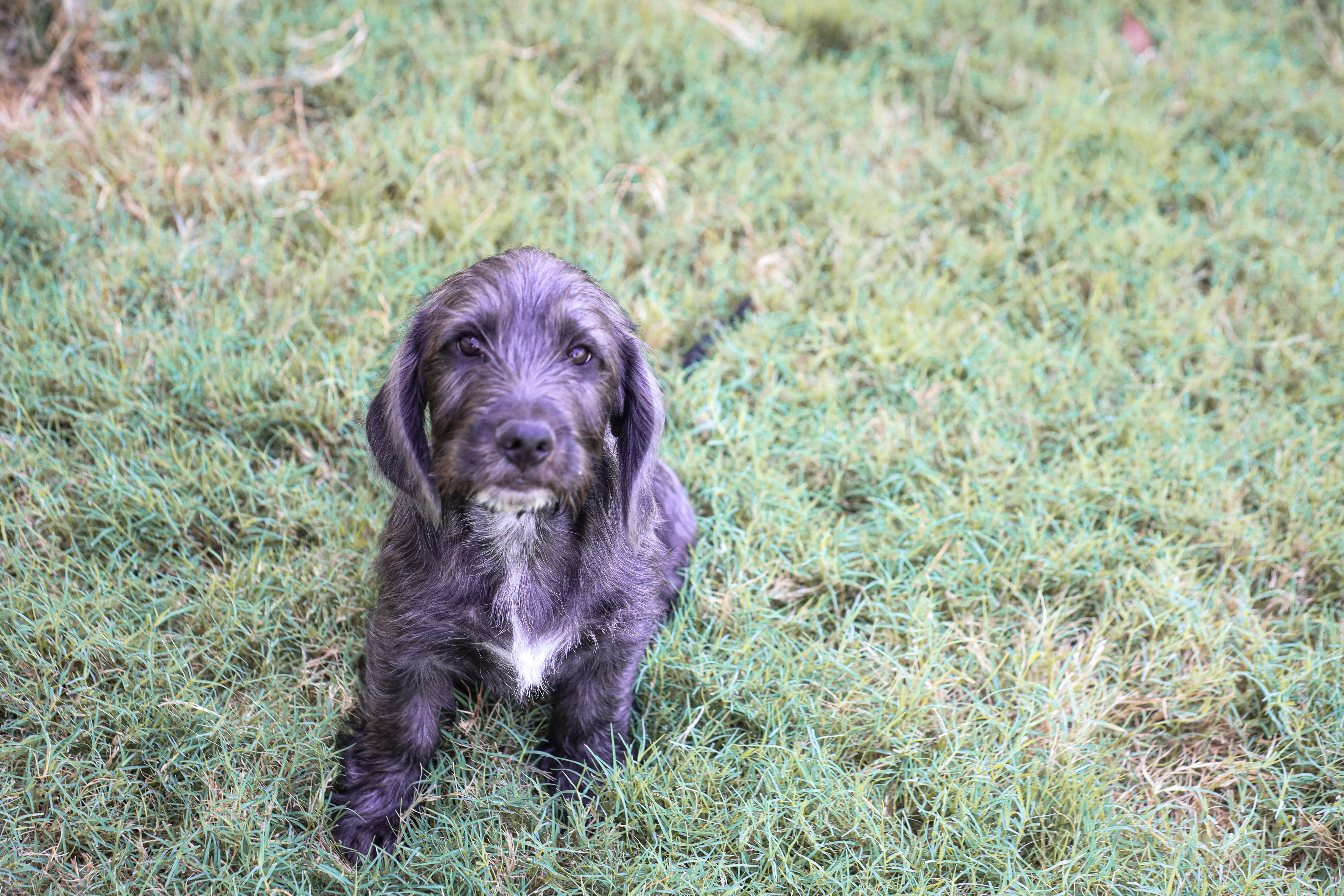 Enlarge Patriot, a Adopted mixed breed in Arlington, TN image 3/4