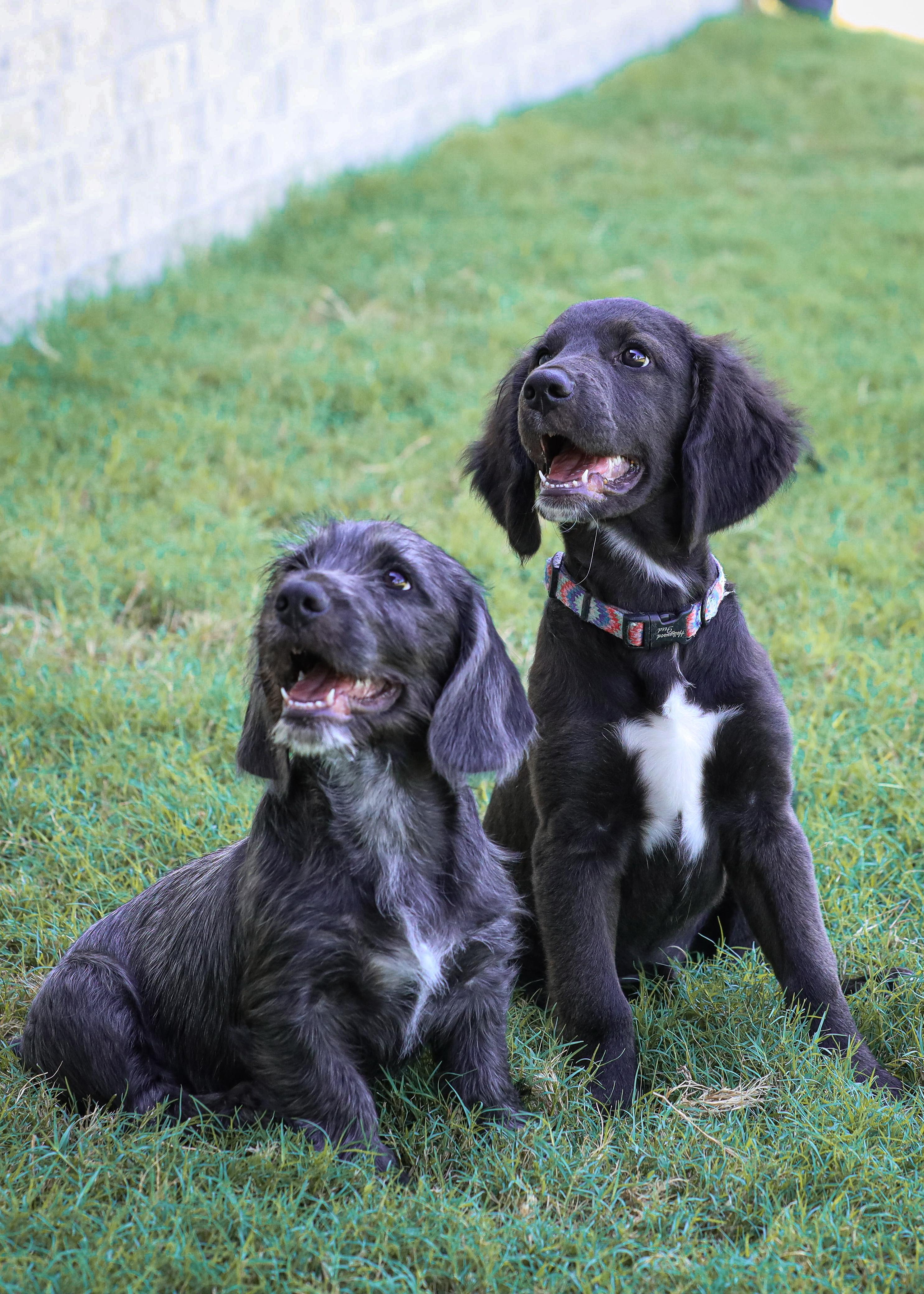 Enlarge Patriot, a Adopted mixed breed in Arlington, TN image 4/4