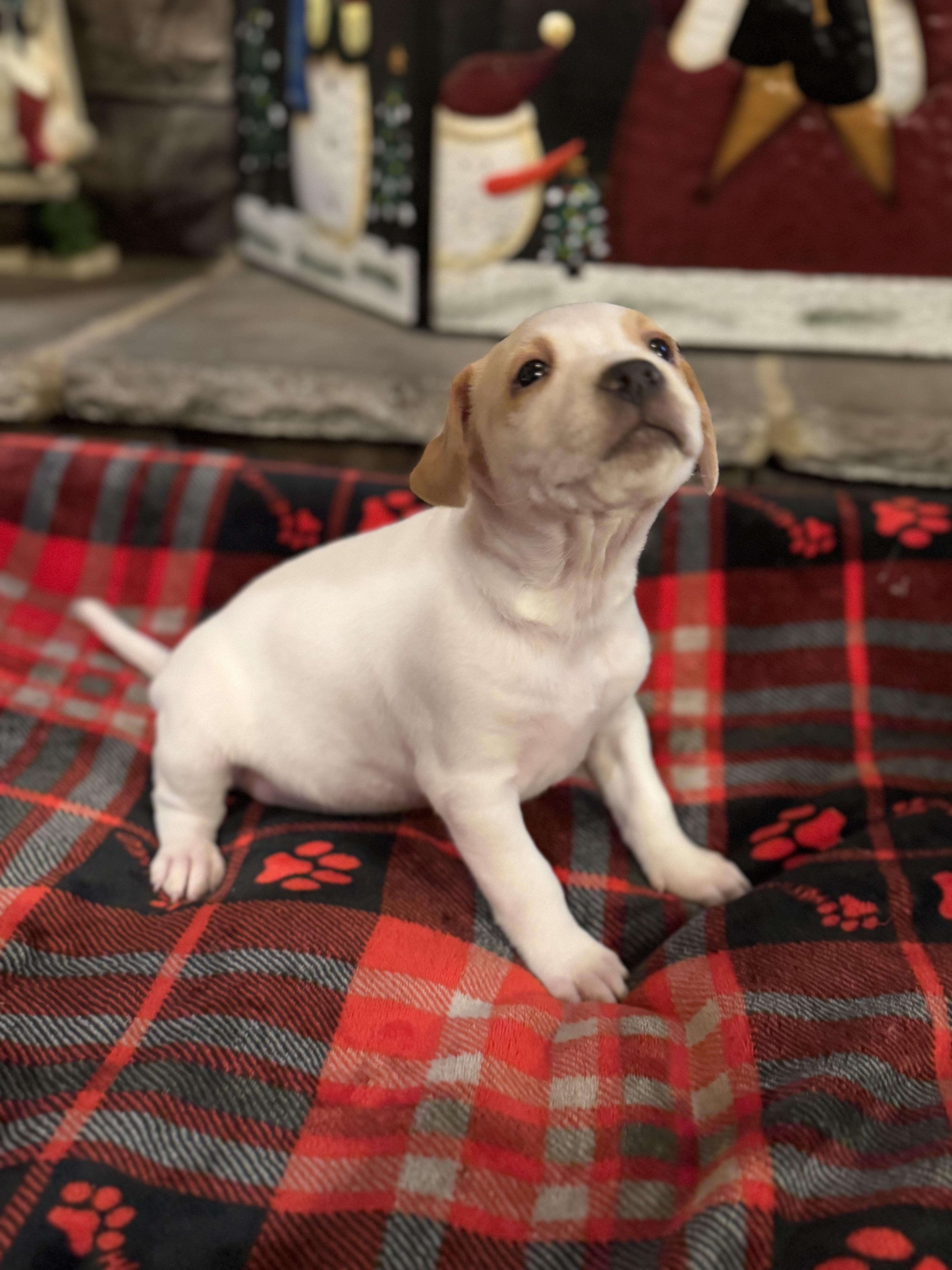 Enlarge Holly (Hazel pup), an adopted mixed breed in Mount Juliet, TN image 2/3