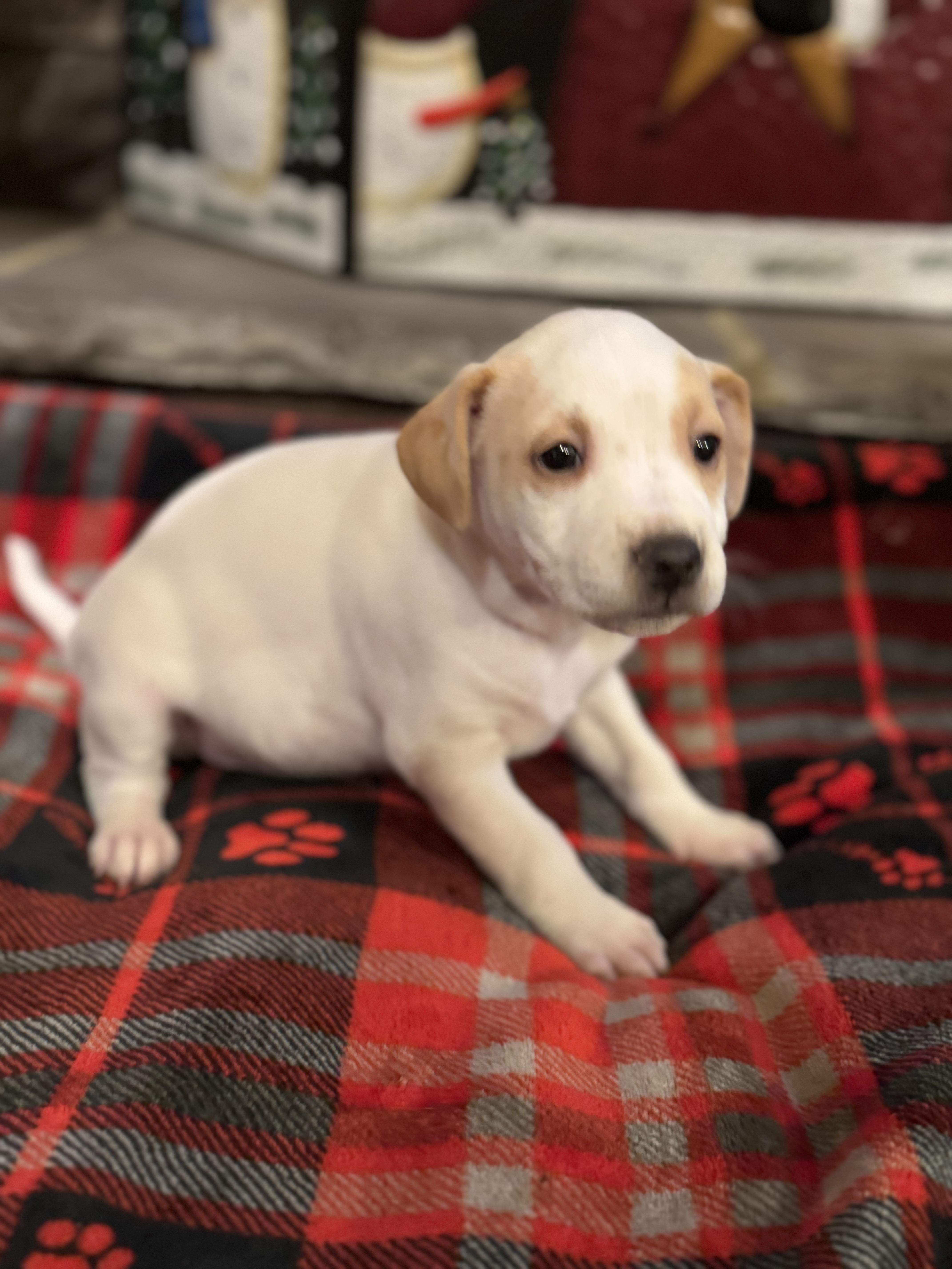 Holly (Hazel pup), adopted, Puppy Female Labrador Retriever & Pit Bull Terrier.
