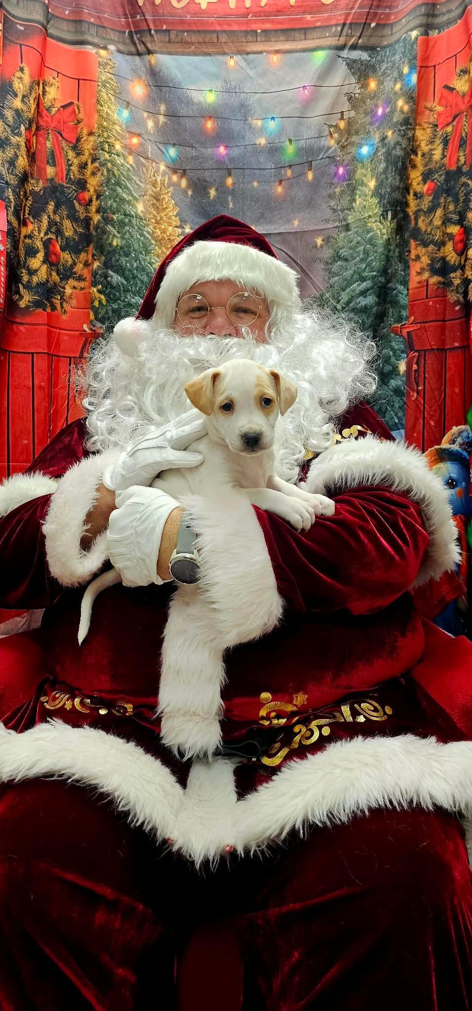 Enlarge Holly (Hazel pup), an adopted mixed breed in Mount Juliet, TN image 3/3