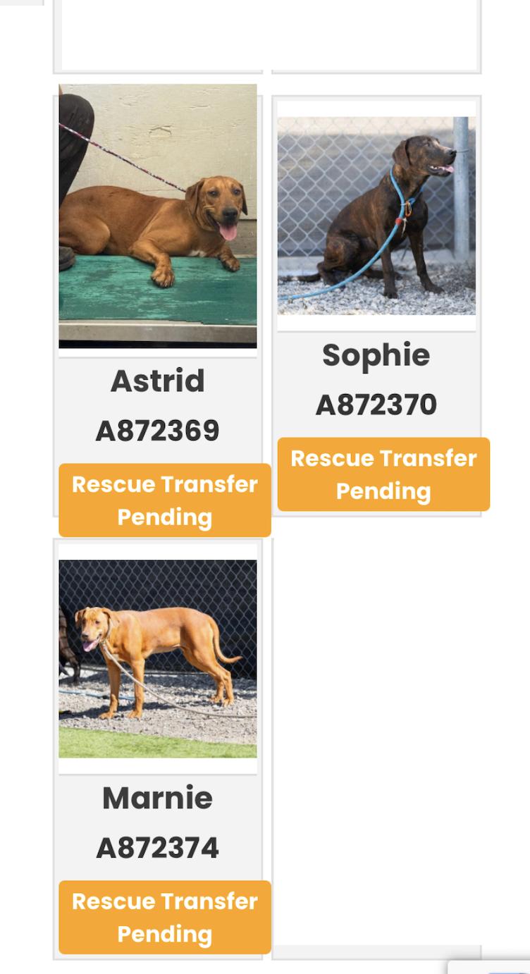 Enlarge MARNIE, a Adopted mixed breed in Oroville , CA image 3/3