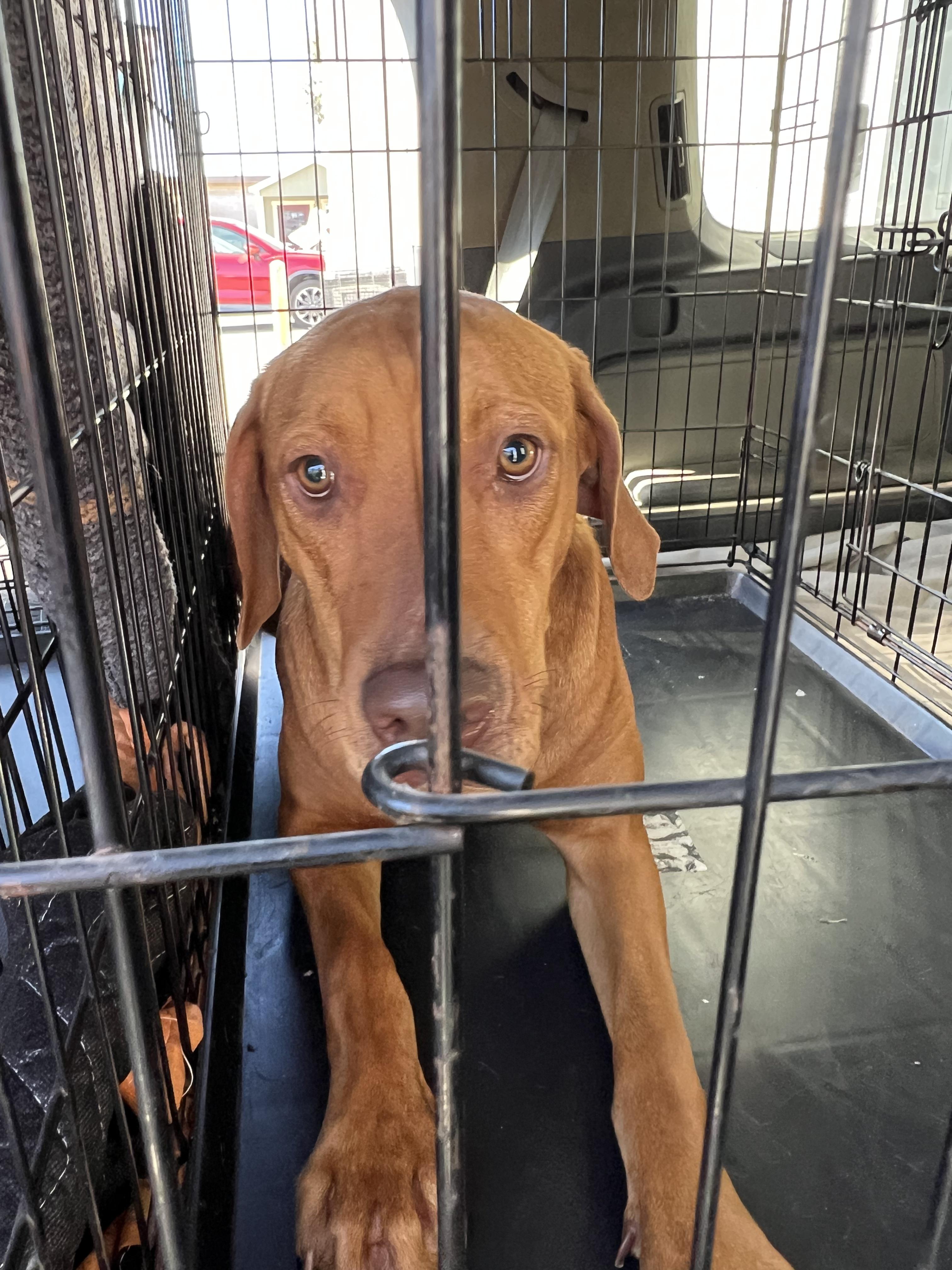 MARNIE, Adopted, Young Female Rhodesian Ridgeback.