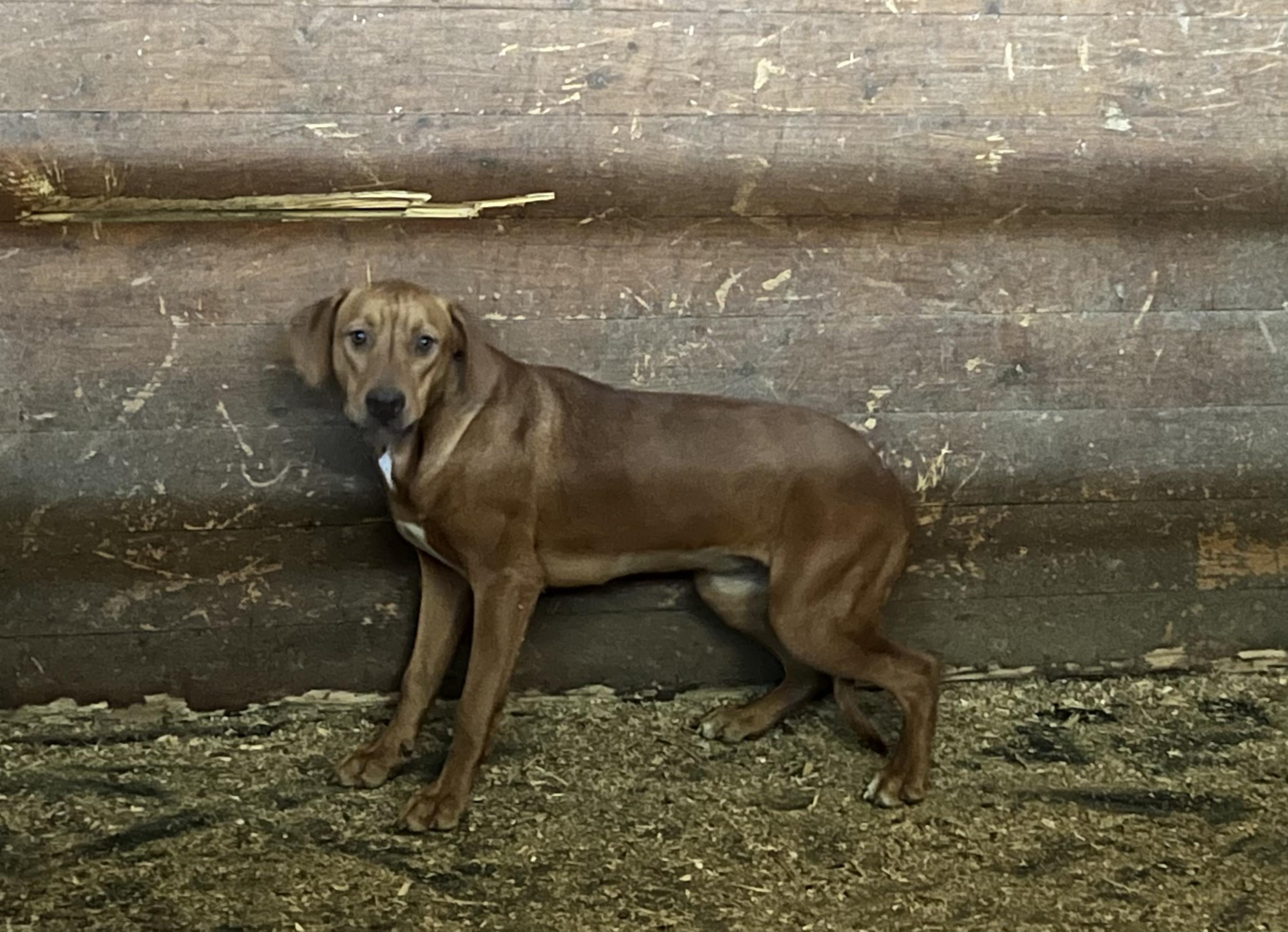Enlarge MARNIE, a Adopted mixed breed in Oroville , CA image 2/3