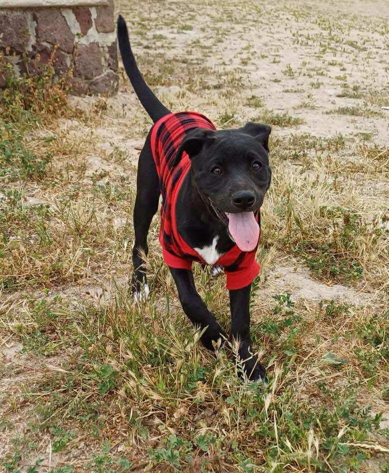 Phoebe, Baby Female Mixed Breed
