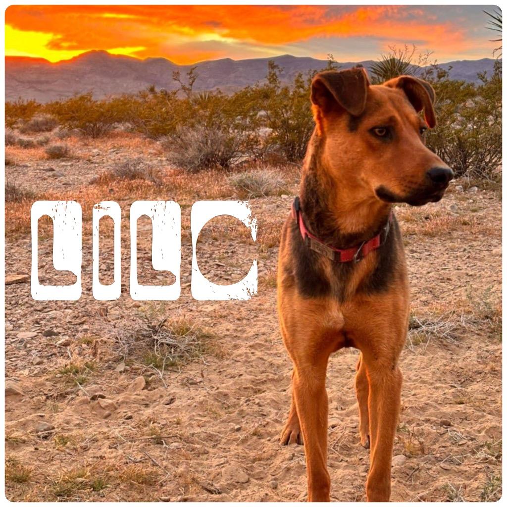 Enlarge Lilo, an adopted mixed breed in Saint George, UT image 1/1