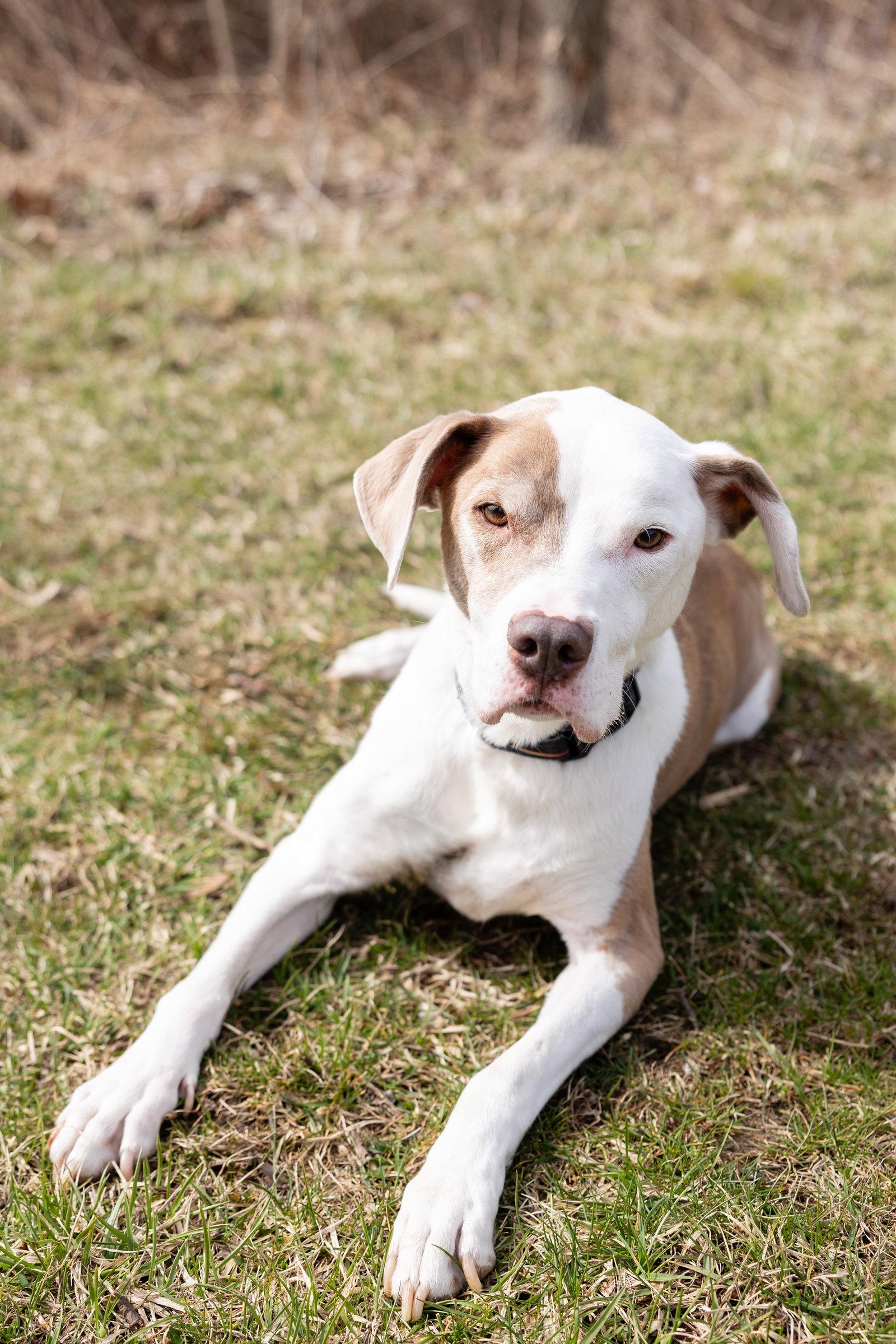 Reese, Adoptable, Senior Male Pit Bull Terrier.