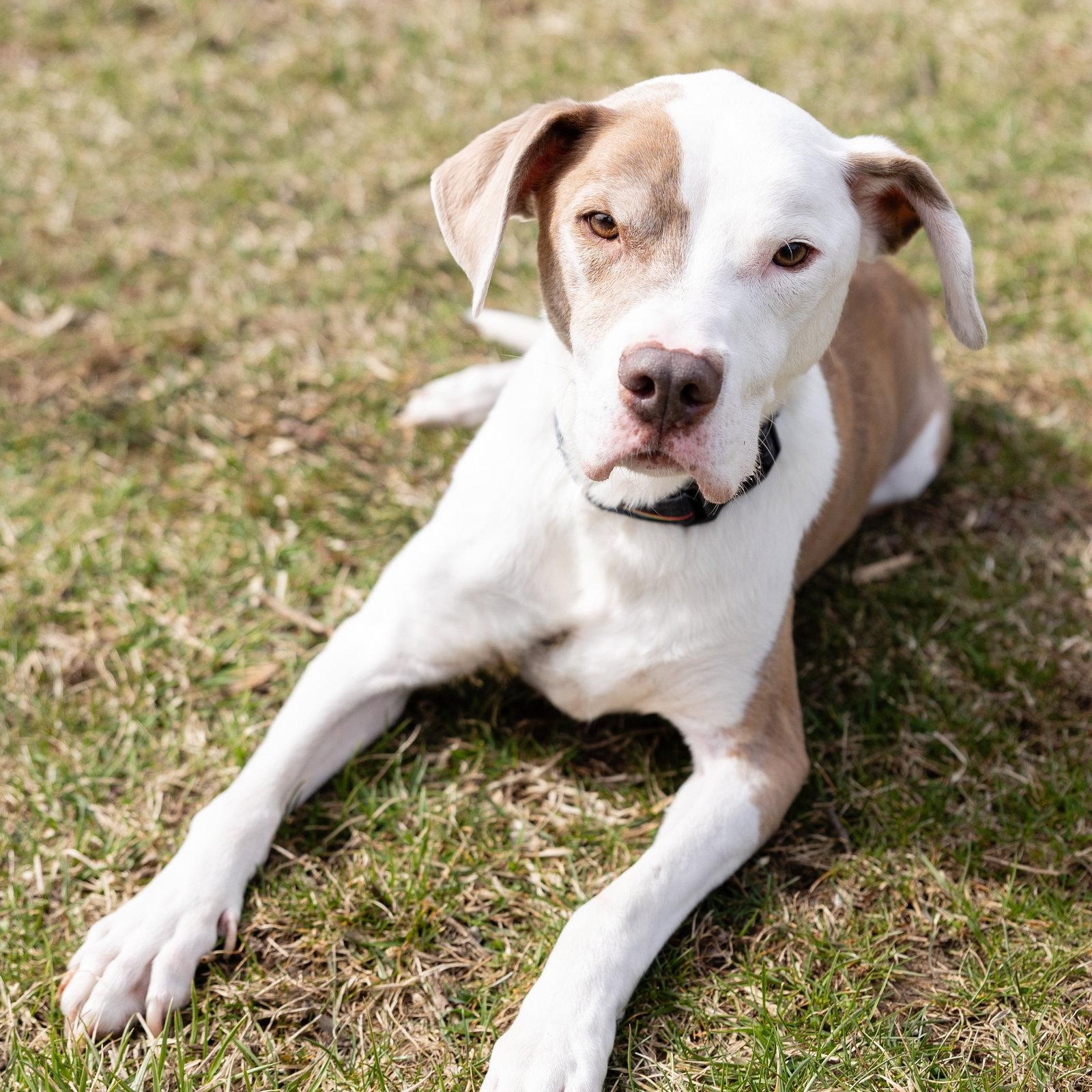 Enlarge Reese, a Adoptable Pit Bull Terrier in Crete, IL image 1/3