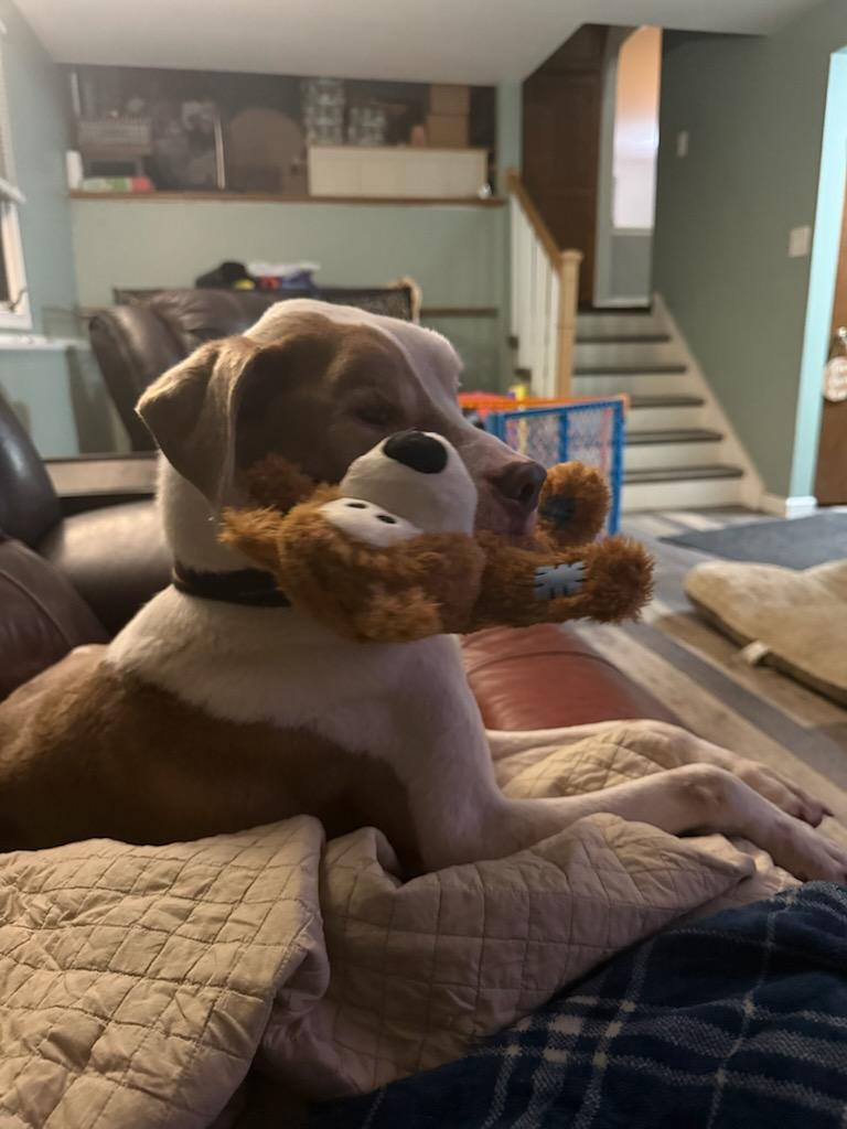 Reese, Adoptable, Senior Male Pit Bull Terrier.